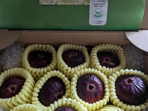 【特別栽培認可の】フワフワとろーり朝採り完熟いちじく(6～12個)贈答用にもご利用下さい！