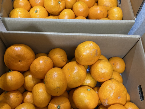 【訳あり】木下さんちのみかん10キロ(5キロ×2箱)