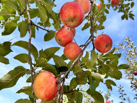 【幻の蜜りんご】山形県産こうとく【丸秀5キロ】