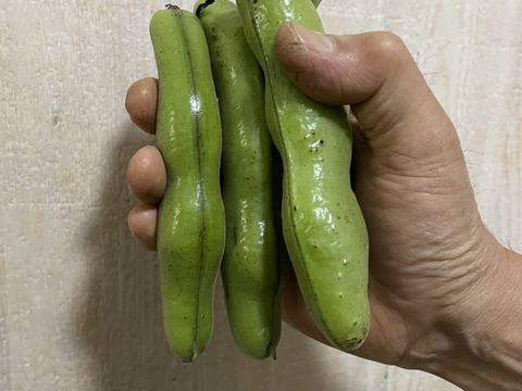 新鮮そら豆お届け便2.5kg