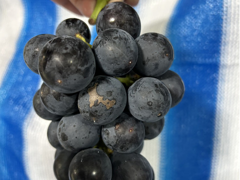 お買い得!まるせい果樹園のぶどう　おまかせ　訳あり　約2.2キロ　房の詰め合わせ(房数不定)  os2