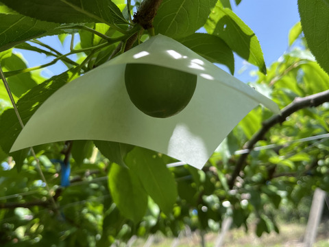 希少すもも、極上の味！貴陽(すもも)  1.8kg 6〜9個