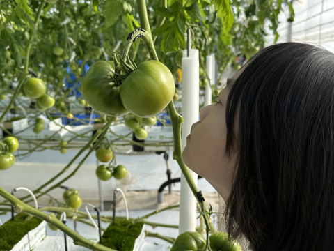 パリッと！新鮮！大玉トマトの2品種ランダムお楽しみセット【6袋】