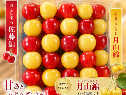 ※極希少種※2個限定品  幸せを呼ぶ黄色さくらんぼ入り　山形県産さくらんぼ　佐藤錦　月山錦　贈答用　500g
