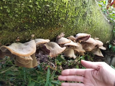 ★天然 キクラゲ 生 肉厚 1キロ