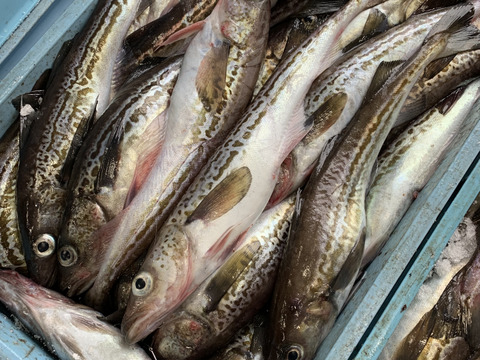 延縄漁でとれたスケソウダラ ぶつ切り冷凍 北海道産の魚介類 食べチョク 産地直送 産直 お取り寄せ通販 農家 漁師から旬の食材を直送
