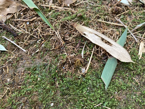 筍　1.1キロ　京都府京丹後産　初物