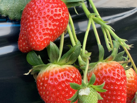 【冬ギフト】甘味と旨味抜群！完熟いちご（よつぼし）約420ｇ入り1ケース