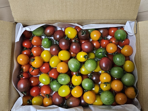 【3/31まで20%オフ】《食卓に彩りを》ビビッドカラフルミニトマト(1.3㎏)【トマト食べ比べ】