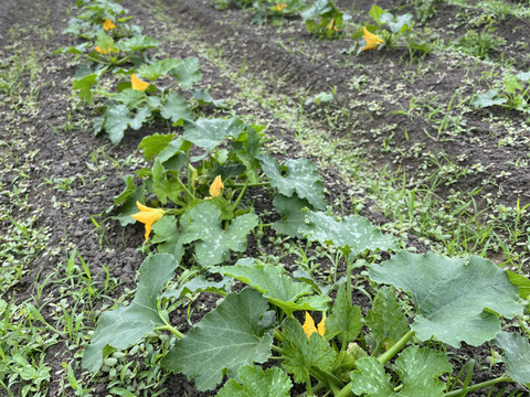 【自然栽培】旬の瑞々しいズッキーニ（4.5kg）