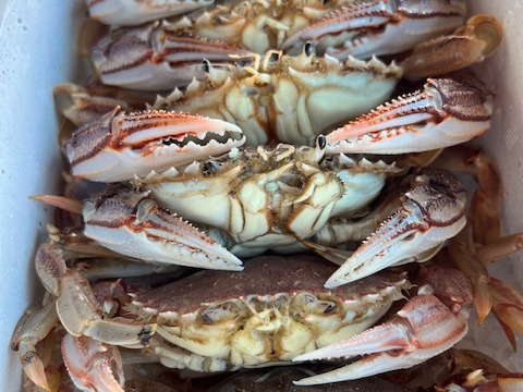 ！数量限定品！
蟹好きな方どうですか？
活け〆ヒラツメカニ1キロ入れ(6〜８匹入れ)