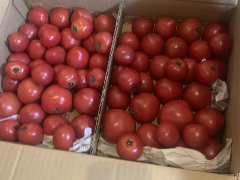 リピーター多数☆【自然栽培】大好評!!濃い味中玉トマト🍅✨Ｌ（3,5㎏)