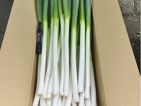 【業務用／Ｌ・２Ｌ】白神山地とEM菌が育てた 長ネギ『夏扇パワー』３０本/４kg～