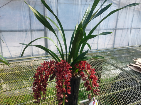 【下垂系シンビジウム】フォアゴットンフルーツ3本立