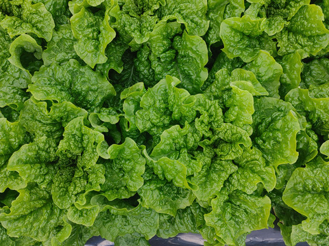 淡路島　野菜セット