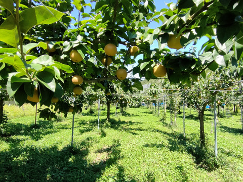 【樹上完熟和梨】あきづき～抜群のシャキシャキ感と濃厚な甘さ～5㎏以上