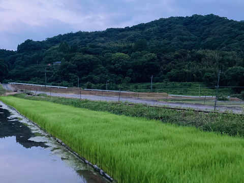 【令和７年産 新米５kg 】本当においしいお米食べた事ありますか？熊本県特産『くまさんの輝き』遂に！販売開始！※玄米でも発送可能です！