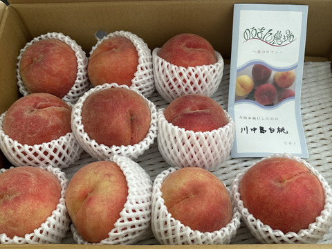 昨年3000件発送！うまいっ！【川中島白桃！！】5kg(10-16 玉）【夏ギフト】