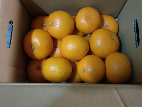 【家庭用】せとか 3.5kg トロ～リ食感！柑橘の大トロ♡高級柑橘♫愛媛みかん！！