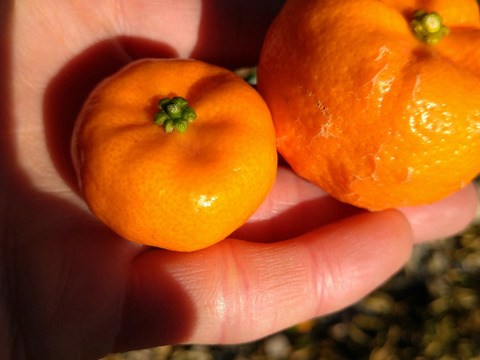 12月収穫！樹上完熟シークワーサー(ご家族用 3kg)