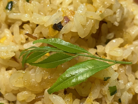 【つぼみと新芽が香る 】カレーリーフ南洋山椒