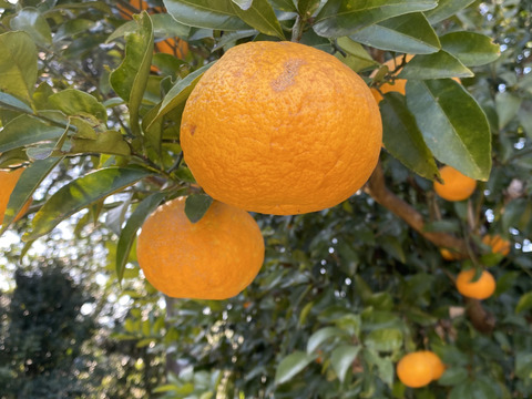 旬の柑橘　夏みかん
