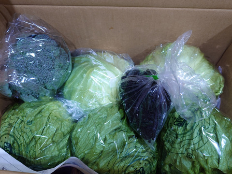 淡路島レタス、４玉