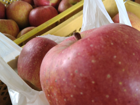 １０キロ箱葉取らずりんご🍎