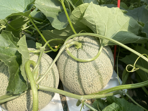 [6/11頃〜発送開始]福井市砂丘地区で栽培された濃厚な甘み、赤肉のマルセイユメロン