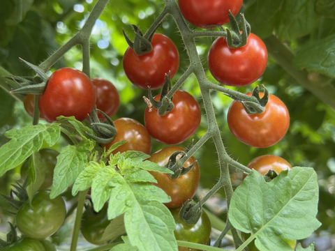 採れたての香り♪てっちゃんの完熟ミニトマト1kg（500g×2p）朝採り農園直送便