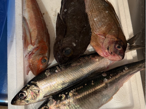 箱いっぱい！深浦の天然鮮魚セット（80サイズ）【母の日ギフト】などにもどうぞ！