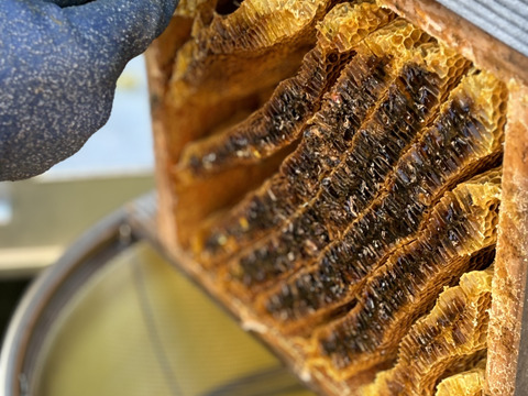 【みつばちの贈り物A】自然のままの金柑とにほんみつばちの蜂蜜のセット