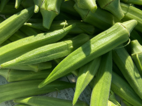 春夏秋冬、山から届くシェフの育てた野菜セット