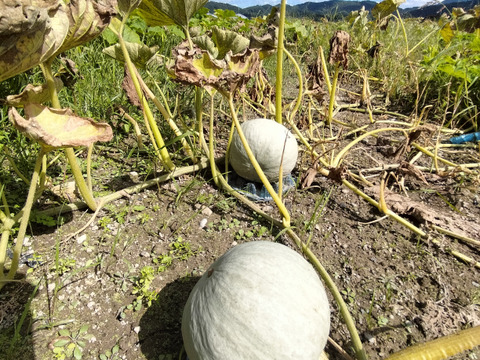 雪化粧（約1.8kg 1-2玉 ） ホクホクかぼちゃの秋田美人【冬ギフト】