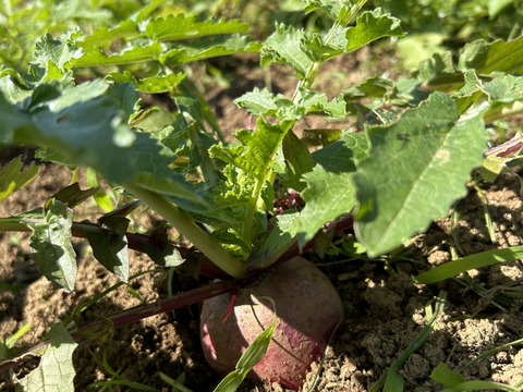 中まで赤い！紅くるり大根/期間中農薬、化学肥料不使用(1キロ)