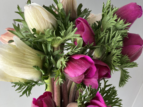 【アネモネ】ピンクなど暖色系&白　　💐12本2束セット💐