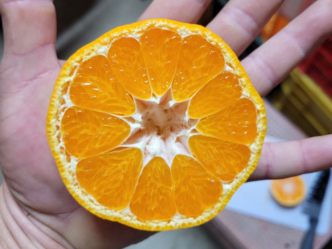 【特別栽培】和歌山県(桃山町産)　みかん【宮川早生】5kg(でかみかん)