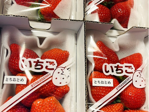 とちおとめ好きのためのとちおとめ（特大）２００〜２２０g（４〜７粒）×４p