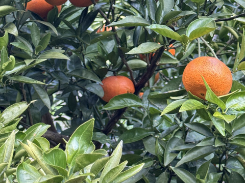 べにばえ（無農、ノーワックス）