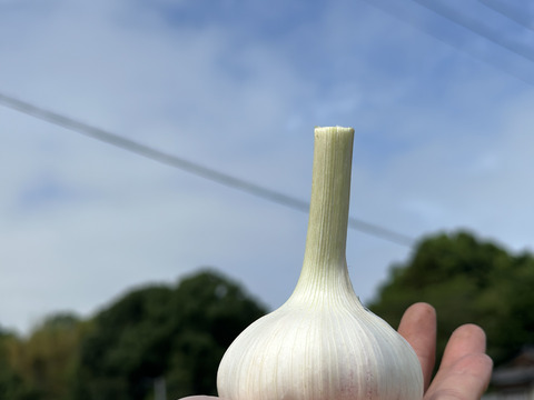 【農薬化学肥料不使用】ホクッとにんにくとても甘い！500g7個~10個