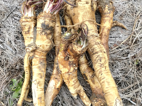 天然山わさび300g【農薬不使用雪ノ下にんじんプレゼント！】