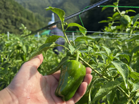 【予約】【子供も喜んで食べる🫑】　朝採れ発送！　兵庫県香美町産「たじまのピーマン１ｋｇ」