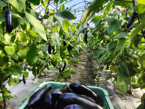 黒光りする太くて長いナス！汁や油との相性ピカイチ＜30本＞