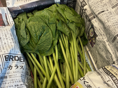 【朝どれ】創業125年安曇野の湧水育ち。希少な「葉わさび500g」