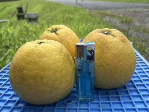 熊本県産 小玉 河内晩柑(規格外品・9kg)：熊本県産のみかん