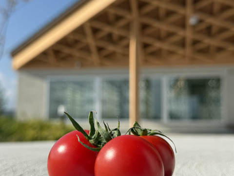 福島県大熊町産 ミニトマト食べ比べセット〈4品種・サンゴ砂礫農法〉800g〜3kg