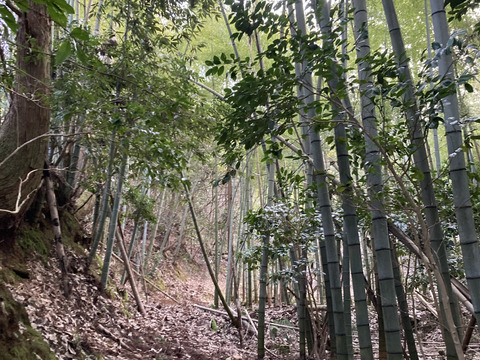 筍　1.1キロ　京都府京丹後産　初物