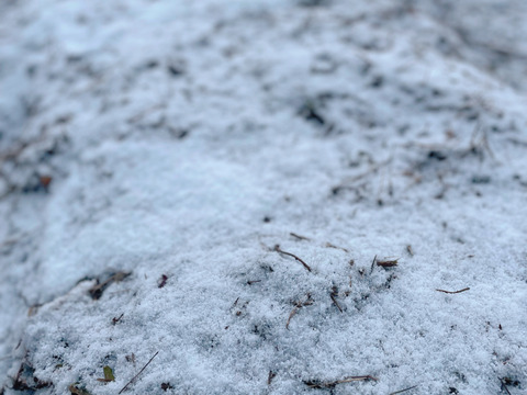 【草だけ育ち】道産自然栽培ケール・500g / カーリー&レッドロシアン（甘くて柔らかい無肥料野菜）