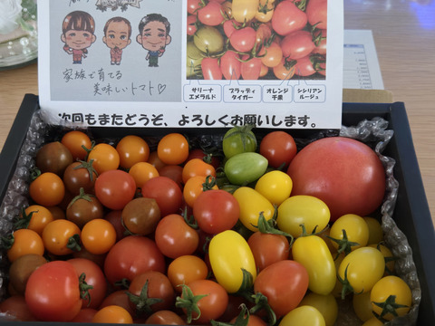 カラフルで甘いミニトマトの【おまかせ】詰め合わせセット（１ｋｇ） 新鮮配送！ 完熟ツヤツヤ！魔法の美味しさ！