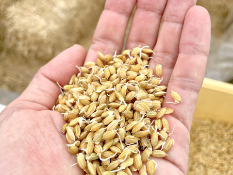 新米 コシヒカリ 宮崎県産 2キロ：宮崎県産のコシヒカリ｜食べ
